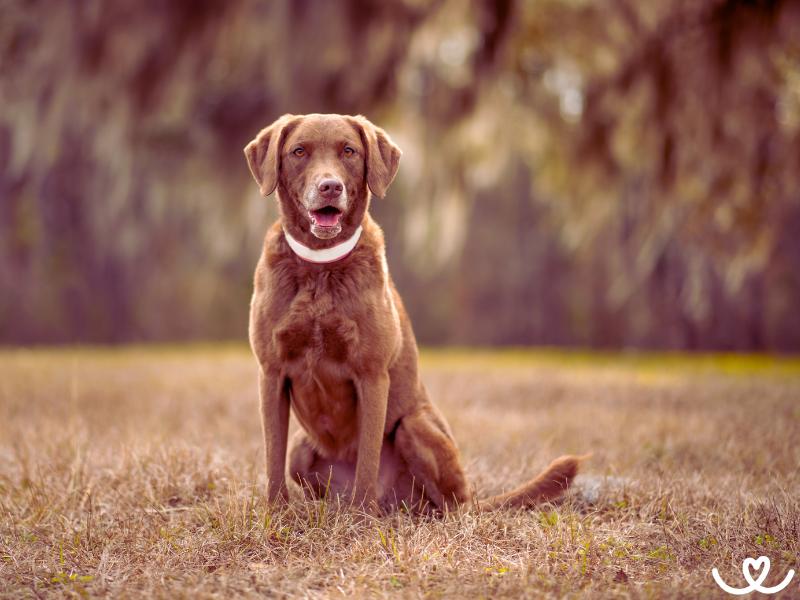 Psi-plemeno-chesapeake-bay-retriever (7)